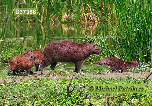 Capybara (Hydrochoerus hydrochaeris)